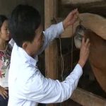 Chi cục thú y tỉnh kiểm tra công tác khống chế dịch long móng lở mồm trên đàn trâu, bò ở Đô Lương
